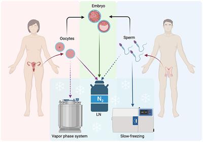 A comprehensive review and update on human fertility cryopreservation methods and tools